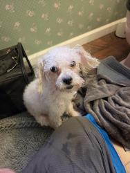 Found/Stray Female Dog last seen Holiday Ln and Hindle Ln, Bowie, MD 20716
