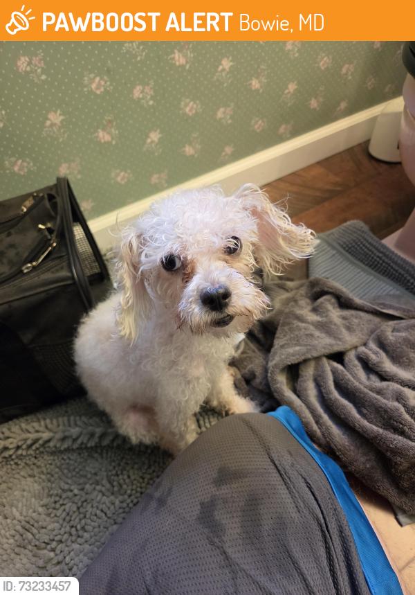 Found/Stray Female Dog last seen Holiday Ln and Hindle Ln, Bowie, MD 20716
