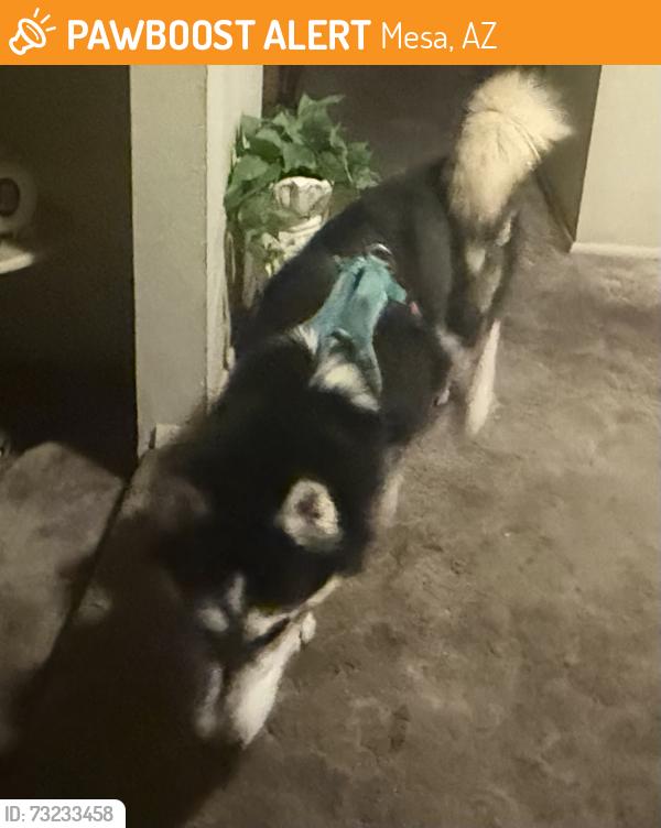 Found/Stray Male Dog last seen Rhodes School, Mesa, AZ 85202