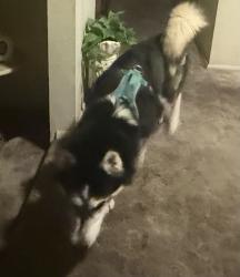Found/Stray Male Dog last seen Rhodes School, Mesa, AZ 85202