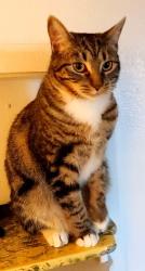 Lost Female Cat last seen Between Edgemere and Viscount, El Paso, TX 79925