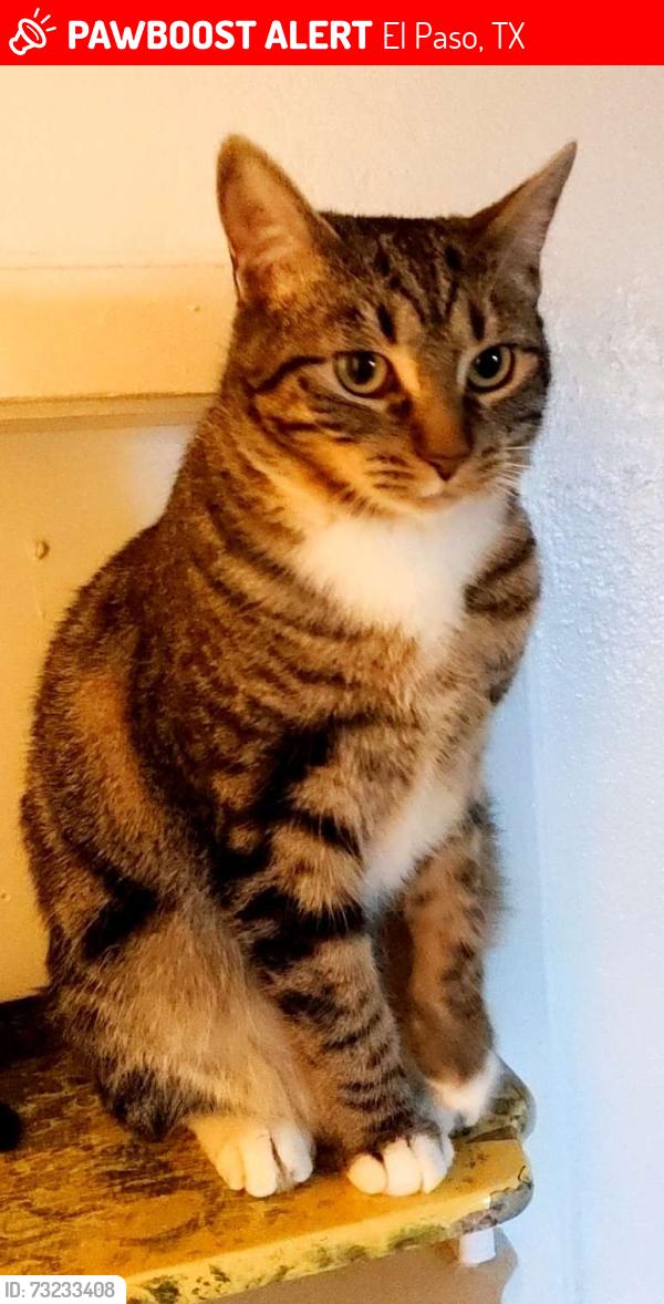 Lost Female Cat last seen Between Edgemere and Viscount, El Paso, TX 79925