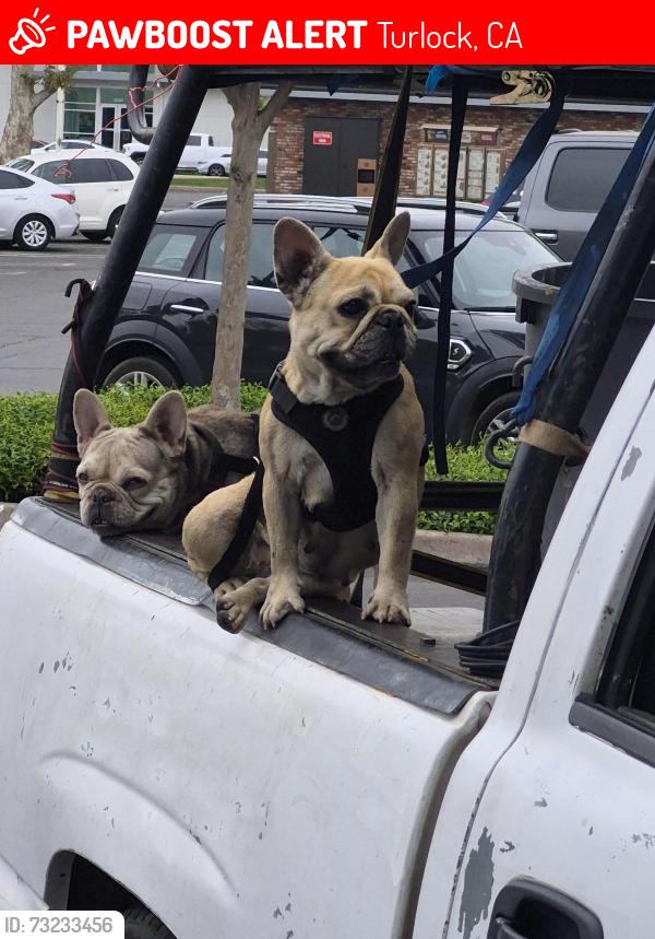 Lost Female Dog last seen Foodmax parking lot, Turlock, CA 95380