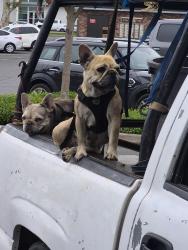 Lost Female Dog last seen Foodmax parking lot, Turlock, CA 95380