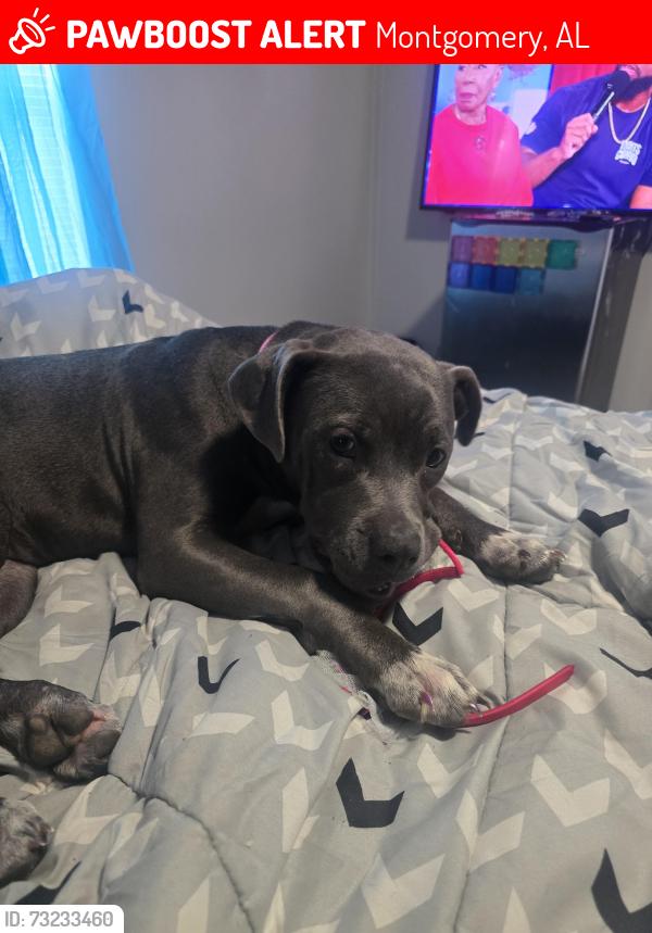 Lost Female Dog last seen Troy Highway, Montgomery, AL 36116