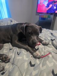 Lost Female Dog last seen Troy Highway, Montgomery, AL 36116