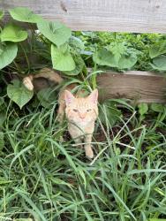 Found/Stray Male Cat last seen Emerald and Dauphin, Philadelphia, PA 19125