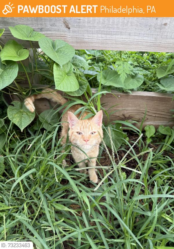 Found/Stray Male Cat last seen Emerald and Dauphin, Philadelphia, PA 19125