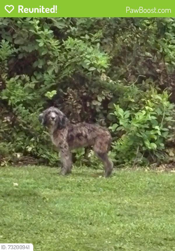 Reunited Female Dog last seen Old Honeycutt Rd & Hwy 55, Fuquay-Varina, NC 27526