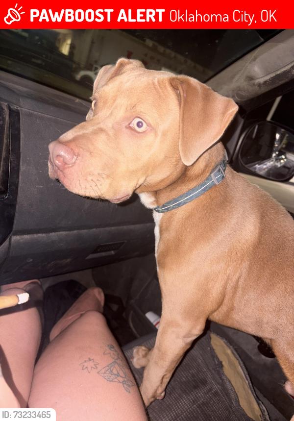 Lost Male Dog last seen SE 66 & SHIELDS, Oklahoma City, OK 73149