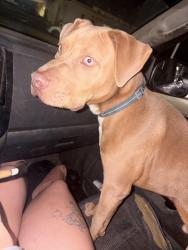 Lost Male Dog last seen SE 66 & SHIELDS, Oklahoma City, OK 73149