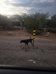 Found/Stray Male Dog last seen Grant and swan, Tucson, AZ 85712