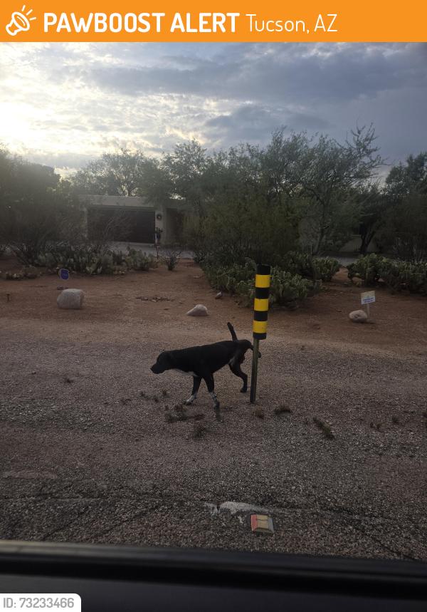 Found/Stray Male Dog last seen Grant and swan, Tucson, AZ 85712