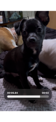 Lost Male Dog last seen Bell and 34th amarillo tx, Amarillo, TX 79109