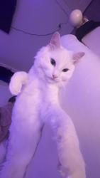 Reunited Male Cat last seen Christ the king school, Calgary, AB T3M 0B3