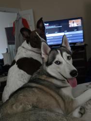 Reunited Female Dog last seen Spring Cypress and Normandy Forest Dr, Spring, TX 77388