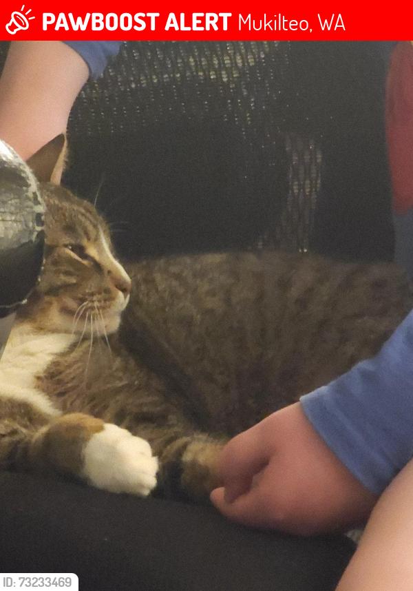 Lost Female Cat last seen Habour point apt, Mukilteo, WA 98275