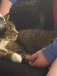 Lost Female Cat last seen Habour point apt, Mukilteo, WA 98275