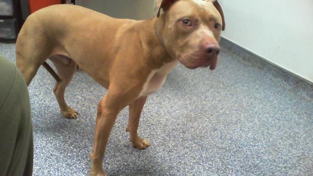 Shelter Stray Male Dog last seen CHARLOTTE, 8315 Byrum Dr, Charlotte, NC 28217, USA