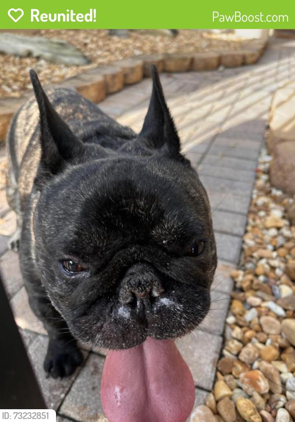 Reunited Male Dog last seen Isles of Bayshore, Cutler Bay, FL 33190