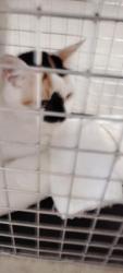 Shelter Stray Female Cat last seen , 957 N Gaffey St, San Pedro, CA 90731, USA