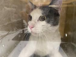 Shelter Stray Unknown Cat last seen , 1850 W 60th St, Los Angeles, CA 90047, USA