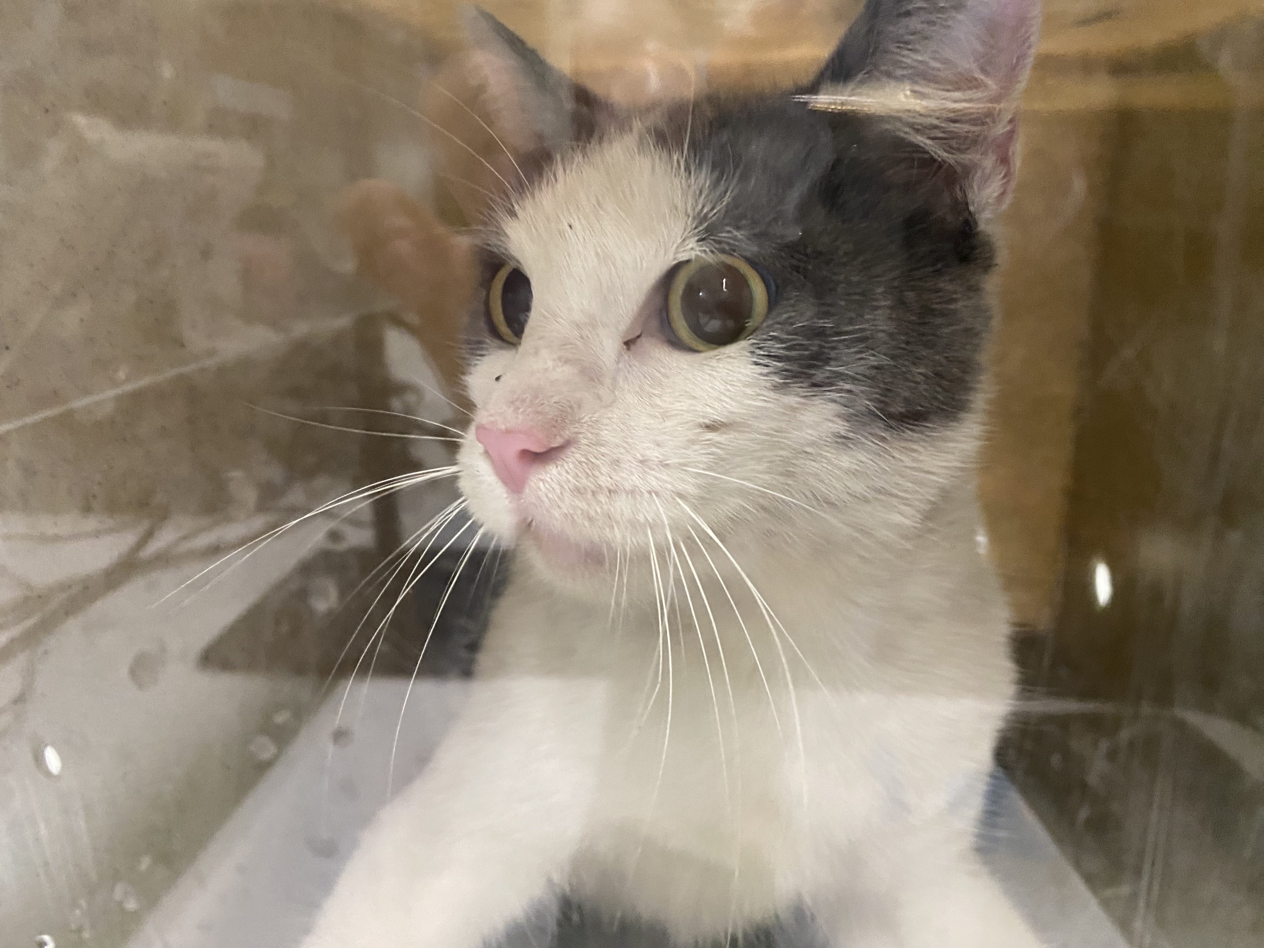 Shelter Stray Unknown Cat last seen , 1850 W 60th St, Los Angeles, CA 90047, USA