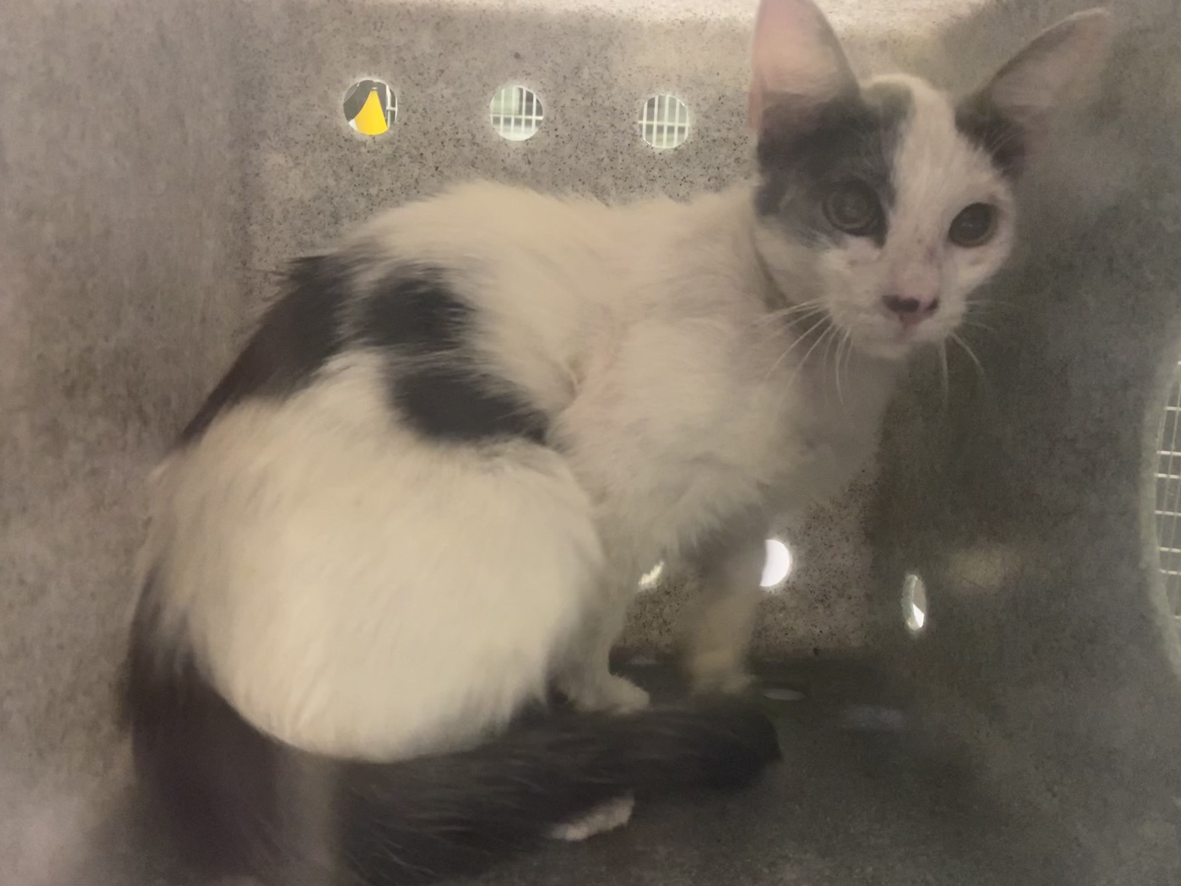 Shelter Stray Unknown Cat last seen , 1850 W 60th St, Los Angeles, CA 90047, USA