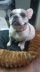 Found/Stray Female Dog last seen Sierra, Rialto, CA 92336
