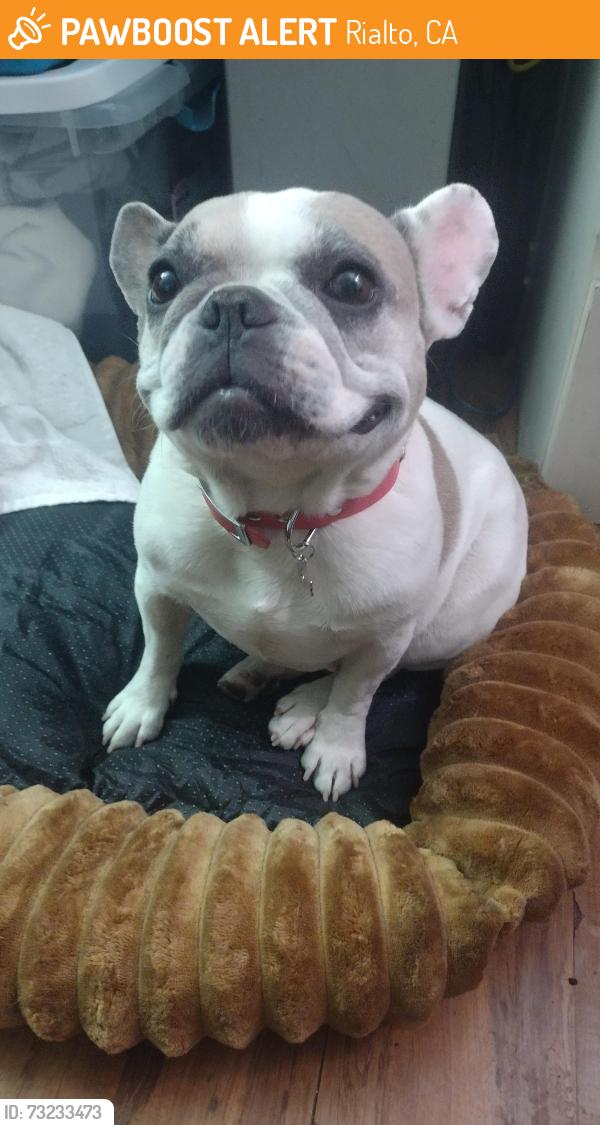 Found/Stray Female Dog last seen Sierra, Rialto, CA 92336