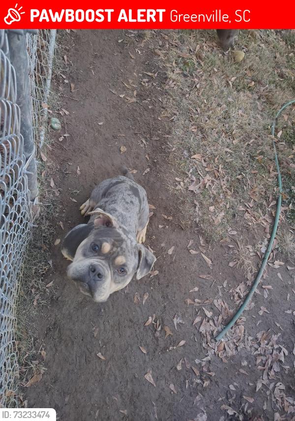 Lost Male Dog last seen Idk, Greenville, SC 29611