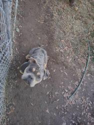 Lost Male Dog last seen Idk, Greenville, SC 29611