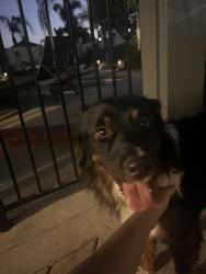 Reunited Male Dog last seen Nicholas, Temecula, CA 92591