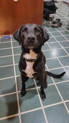 Reunited Female Dog last seen Old orange road and route 15, Culpeper, VA 22701