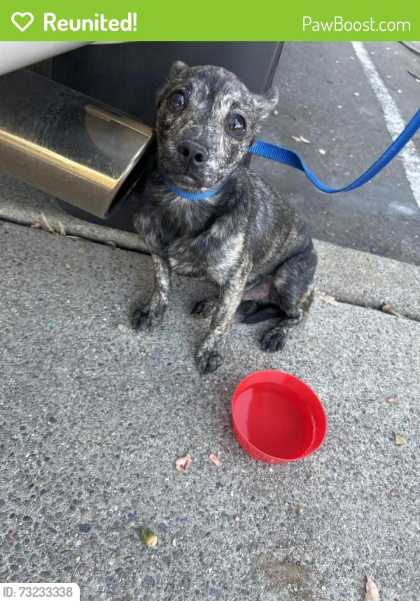 Reunited Male Dog last seen Arbor ridge apmts, Sacramento, CA 95842