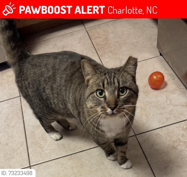 Lost Male Cat last seen Near Hethersett set, Charlotte, NC 28227