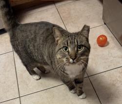 Lost Male Cat last seen Near Hethersett set, Charlotte, NC 28227