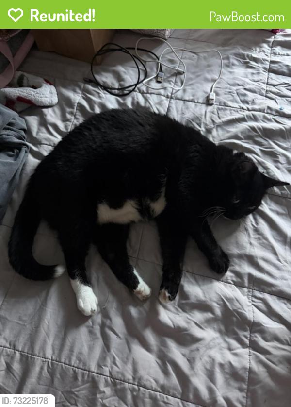 Reunited Female Cat last seen Fulton street, Brentwood, NY 11717