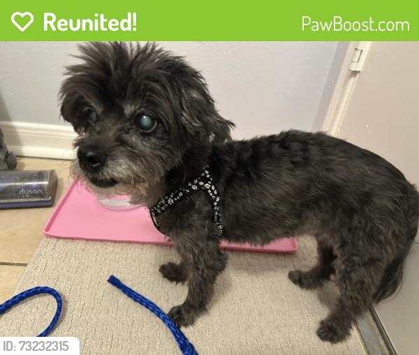 Reunited Unknown Dog last seen Mountain Creek and Treyburn, Cinco Ranch, TX 77450