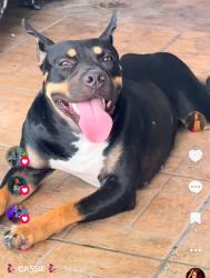 Reunited Female Dog last seen Near Casino miami, Miami, FL 33142