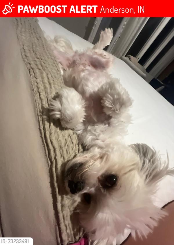 Lost Female Dog last seen University Blvd CVS, Anderson, IN 46013