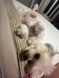 Lost Female Dog last seen University Blvd CVS, Anderson, IN 46013