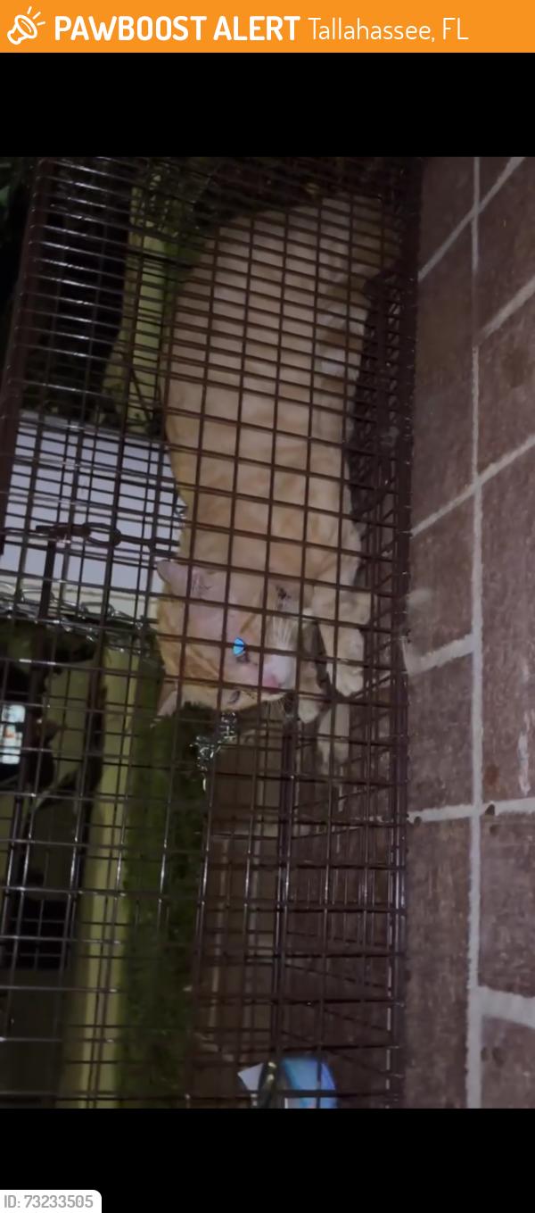 Found/Stray Unknown Cat last seen Savanah crossing, Tallahassee, FL 32303