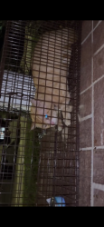 Found/Stray Unknown Cat last seen Savanah crossing, Tallahassee, FL 32303