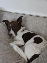 Reunited Female Dog last seen Spring Cypress and Normandy Forest Dr, Spring, TX 77388