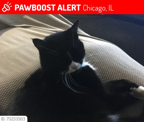 Lost Female Cat last seen 95th & Wentworth, Chicago, IL 60620