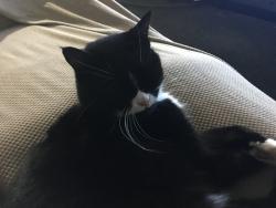 Lost Female Cat last seen 95th & Wentworth, Chicago, IL 60620