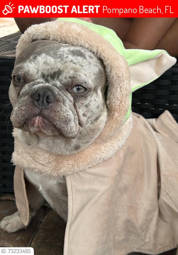 Lost Female Dog last seen Near 19 terr, Pompano Beach, FL 33064