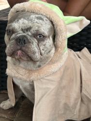 Lost Female Dog last seen Near 19 terr, Pompano Beach, FL 33064