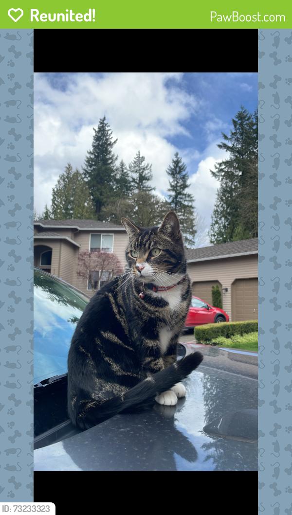 Reunited Male Cat last seen 140th Ave SE and SE 202nd ST, Kent, WA 98042